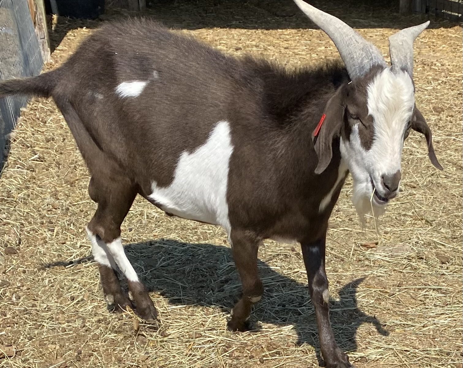 New Zealand Kiko Goats – K-J Ranch